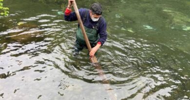 Fiscalizan-mortalidad-de-peces en el río Pilmaiquén -internet