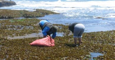 Diputada Jenny Álvarez llama a otorgar permiso para trabajar a recolectoras de algas en cuarentena
