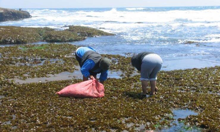 Diputada Jenny Álvarez llama a otorgar permiso para trabajar a recolectoras de algas en cuarentena