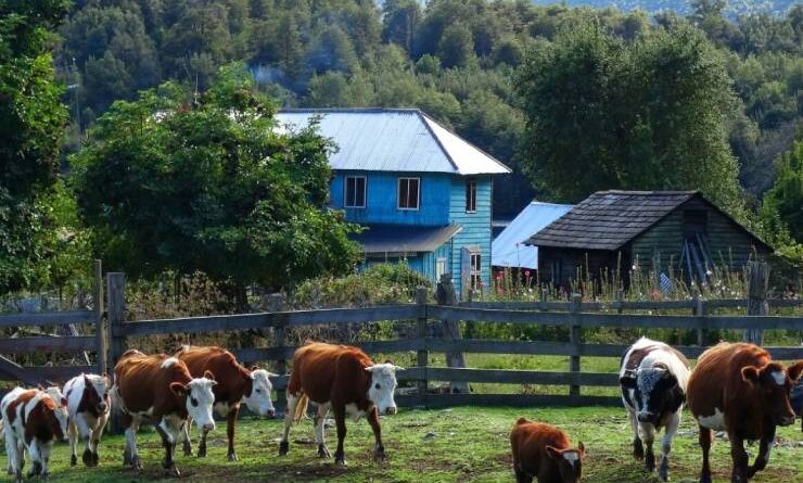 En Cochamó SAG monitorea sanidad del ganado en predios limítrofes con Argentina.