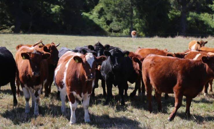 Ganaderos locales posicionan producción de carnes de libre pastoreo