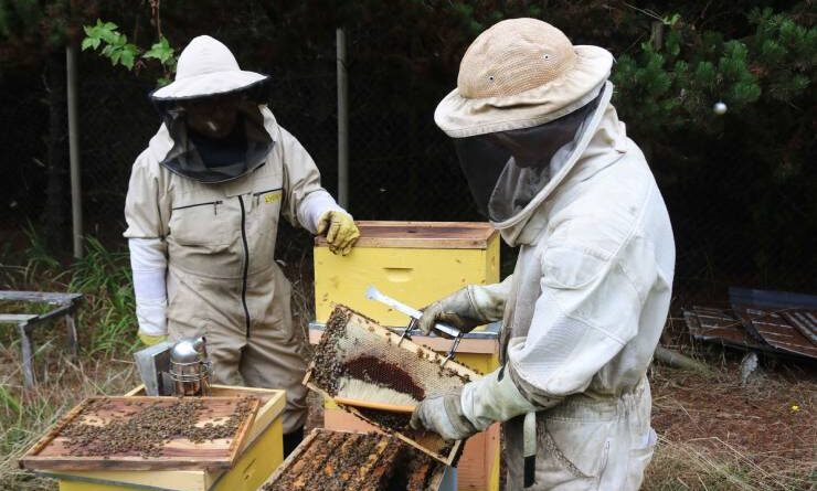 Programa Apícola Municipal efectúa su tercera extracción de miel desde su creación.