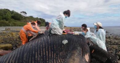 Sernapesca confirma que ballena azul varada en Chaitén murió por colisión con embarcación