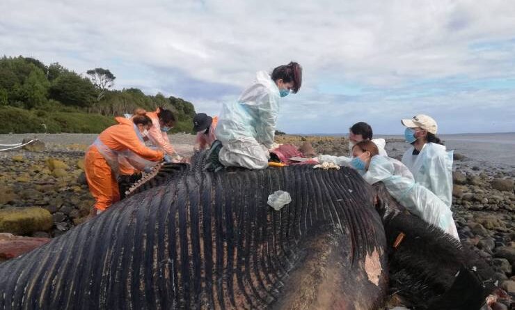 Sernapesca confirma que ballena azul varada en Chaitén murió por colisión con embarcación