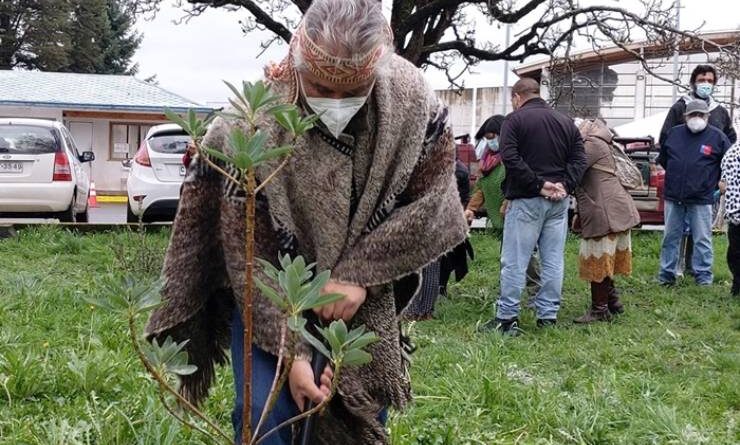 Plantan Árboles Nativos en espacio Simbólico Mapuche del HBSJO