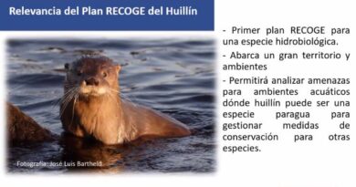 Ministerio del Medio Ambiente avanza hacia creación del primer plan de conservación para el huillín.