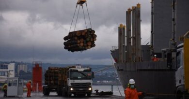 SAG exportación rollizos de pino