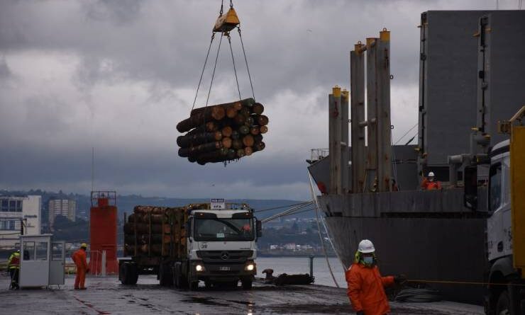 SAG exportación rollizos de pino