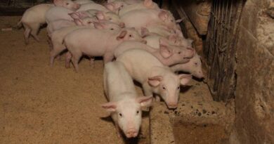 SAG levanta alerta y redobla inspección en frontera tras foco de Peste Porcina Africana en República Dominicana