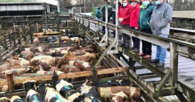 Autoridades fiscalizan condiciones sanitarias de ganado