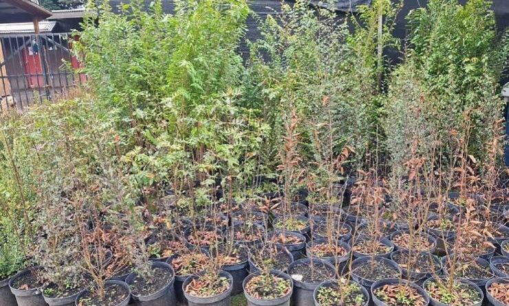 Importante aporte de árboles nativos realizó reconocida empresa nacional a la municipalidad de Osorno