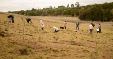 Vecinas y vecinos de Lemuy reforestan con más de mil árboles nativos el Parque Hueñoco.