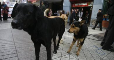 Solicitan que el presupuesto de 2023 incluya recursos para la protección de los animales