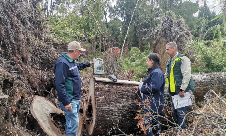 Sector Alto La Paloma acumula las multas más altas por tala ilegal de bosque nativo