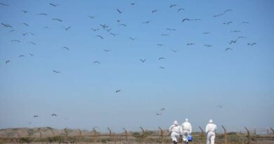 SAG Los Lagos confirma primer caso de influenza aviar en aves silvestres
