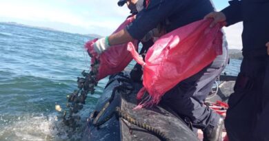 Comercializadora de recursos del mar habría blanqueado ostras extraídas ilegalmente de banco natural