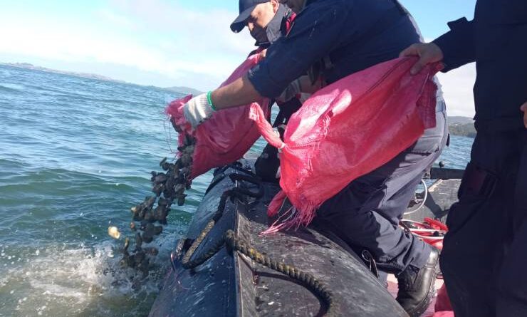 Comercializadora de recursos del mar habría blanqueado ostras extraídas ilegalmente de banco natural