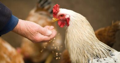 Gripe aviar Recomendaciones para controlar la infección del virus