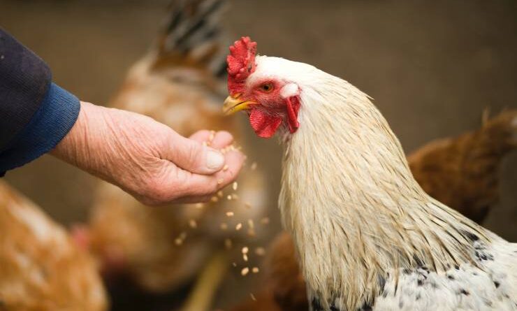 Gripe aviar Recomendaciones para controlar la infección del virus