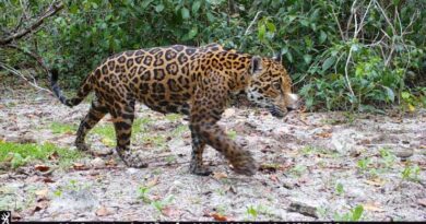 Cinco jaguares fueron identificados por Inteligencia Artificial en México