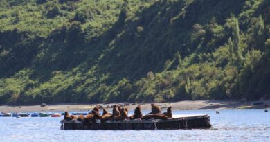 Impartirán seminario sobre ley estadounidense de protección de mamíferos marinos