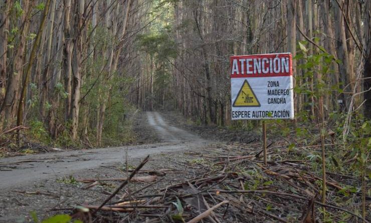 Comunidades de Lafquenmapu denuncian destrucción de caminos por explotación forestal