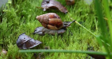 SAG levanta alerta fitosanitaria por peligroso caracol gigante africano no presente en el país
