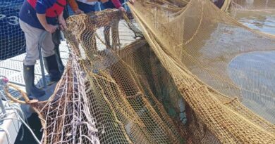 Sernapesca fiscaliza evento de escape de peces en Calbuco
