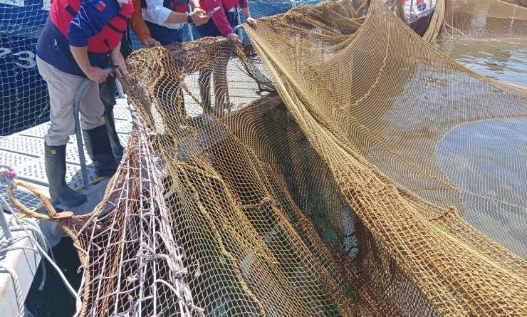 Sernapesca fiscaliza evento de escape de peces en Calbuco
