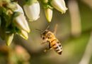 Alerta climática: amenazas para las abejas y la cadena alimentaria