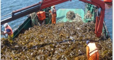 Investigadora ULagos apuesta por el ensilaje de algas como método alternativo de almacenamiento