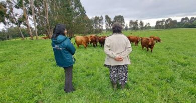 SAG hace positivo balance de la prescripción electrónica de antibióticos para animales en Chile