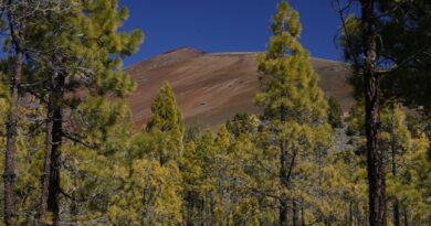 Día Internacional de los Bosques: importancia y desafíos para la conservación de este ecosistema