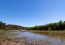 Humedales: la barrera natural que protege nuestra agua