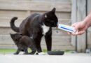 ¿Por qué y cuándo dar un suplemento energético a perros y gatos?