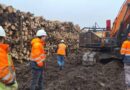 Dirección del Trabajo fiscalizará a empresas forestales para mejorar condiciones de seguridad de sus trabajadores