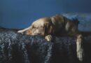 Tecnología al servicio de la adopción de perros y gatos
