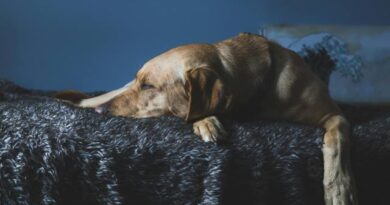 Tecnología al servicio de la adopción de perros y gatos