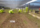 Programa de Emergencia de Empleo genera trabajo con enfoque ambiental en 142 comunas del país