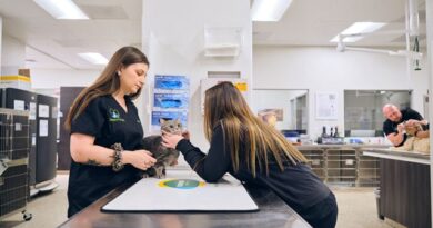 Inteligencia artificial está transformando la salud animal