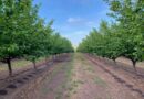 Exportaciones de avellana europea se diversifican con nuevos envíos al extranjero