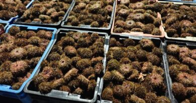 En Chiloé incautaron casi 800 kilos de erizos