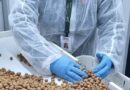 Exportaciones de avellana europea se diversifican con nuevos envíos al extranjero