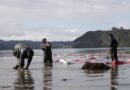 Observatorio Laboral Los Lagos presentará resultados de ENADEL 2024 que abordó 15 sectores económicos de la región