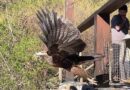 Trabajo colaborativo permite rescate de águila en Viña Caliterra de Palmilla