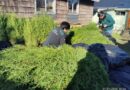 SAG retiene más de 7 mil plantas de Ciprés por incumplimiento normativo y riesgo sanitario