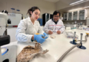 INACAP desarrolla cuero vegetal a partir de hongos como alternativa sostenible al cuero animal
