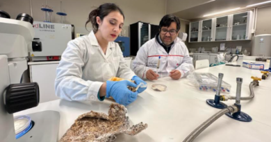 INACAP desarrolla cuero vegetal a partir de hongos como alternativa sostenible al cuero animal