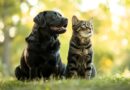 Experta advierte sobre Klebsiella en mascotas: infecciones resistentes preocupan en el ámbito veterinario
