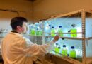 Con Inteligencia Artificial mejoran bioprocesos de microalgas con aplicación en la industria